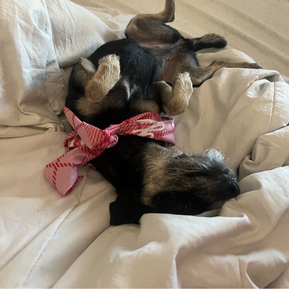 🥥🐚🌊🌸🌺 - Picture 13 of 13